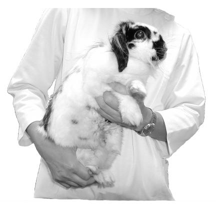 �E�T�M�̕�����