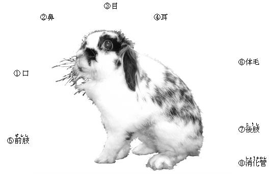 �E�T�M�̑̂̓���